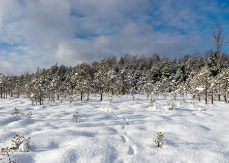 Snowy bog forest after a blizzard, amazing winter wonderland, cold weather and perfect snow conditions, powdery snow covers the bog, Diklu district, Madiesenu bog, Latviaの写真素材