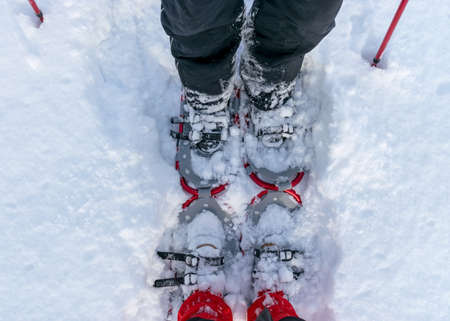 snowshoes for swamp waders, sunny and cold weather, perfect snow conditions, Latvian swamp in winterの写真素材