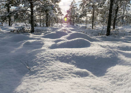 Snowy bog forest after a blizzard, amazing winter wonderland, cold weather and perfect snow conditions, powdery snow covers the bog, Diklu district, Madiesenu bog, Latviaの写真素材