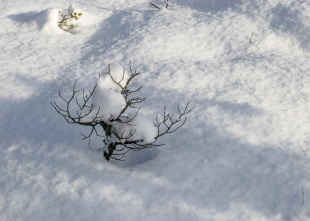 sunny and cold weather, perfect snow conditions, small bog pines under the snow, winter wonderland in the bog, powdery snow covers the bog plantsの写真素材