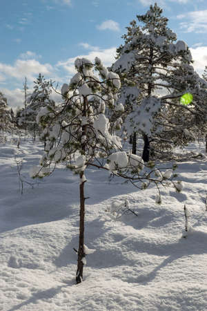 Snowy bog forest after a blizzard, amazing winter wonderland, trees close-up, cold weather and perfect snow conditions, powdery snow covers the bog, Diklu district, Madiesenu bog, Latviaの写真素材