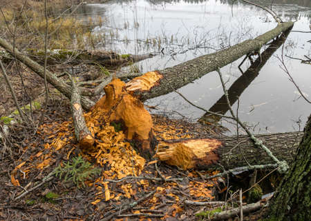 beaver bitten trees on the lake shore, winter day without snow, trees fell on the lake, gray day in natureの写真素材