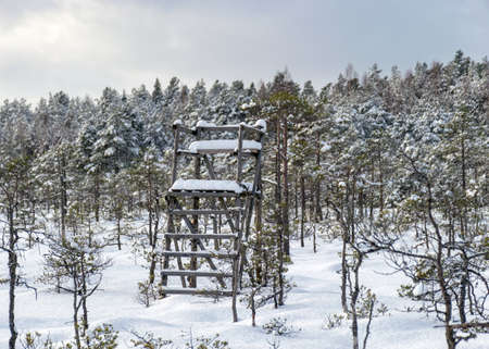 Snowy bog forest after a blizzard, amazing winter wonderland, cold weather and perfect snow conditions, snowy hunting tower in the bog, powdery snow covers the bog, Diklu district, Madiesenu bog, Latviaの写真素材