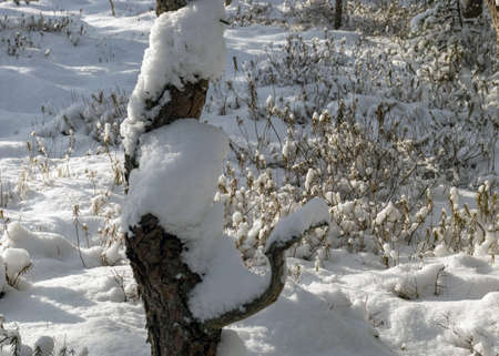 Snowy bog forest after a blizzard, amazing winter wonderland, trees close-up, cold weather and perfect snow conditions, powdery snow covers the bog, Diklu district, Madiesenu bog, Latviaの写真素材