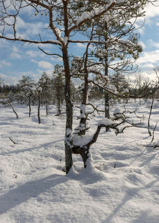 Snowy bog forest after a blizzard, amazing winter wonderland, trees close-up, cold weather and perfect snow conditions, powdery snow covers the bog, Diklu district, Madiesenu bog, Latviaの写真素材