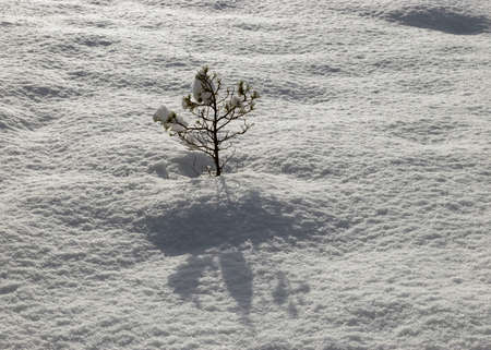 sunny and cold weather, perfect snow conditions, small bog pines under the snow, winter wonderland in the bog, powdery snow covers the bog plantsの写真素材
