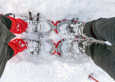snowshoes for swamp waders, sunny and cold weather, perfect snow conditions, Latvian swamp in winterの写真素材