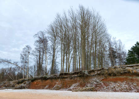 winter landscape with sandy beach, wild sea shore, red sand and clay outcrops on the sea shore, tree silhouettes on the shore, Vidzeme rocky sea shore, Tuja, Latviaの写真素材