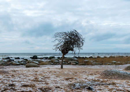 landscape with sea shore and lonely tree, tree with roots at the top, rocks in water and sand, December, Vidzeme rocky seashore, Latvia, winterの写真素材