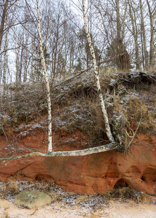 Sea cliff with Devonian sandstone outcrops. During the storm, niches and caves were washed away in the sandstones, sandstone columns were formed, Ezurgu cliffs in Salacgriva region, Liepupe parish, Latviaの写真素材