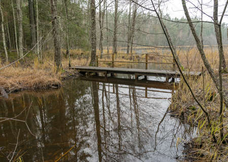 landscape, water ditch in the forest, winter without snowの写真素材