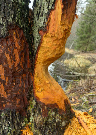 beaver bitten trees on the lake shore, bitten tree trunks, winter day without snow, gray day in natureの写真素材