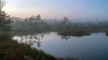 bog lake, misty bog landscape with swamp pines and traditional bog vegetation, fuzzy background, fog in bog, dusk, Dikli, Madiesenu bog, Latviaの写真素材