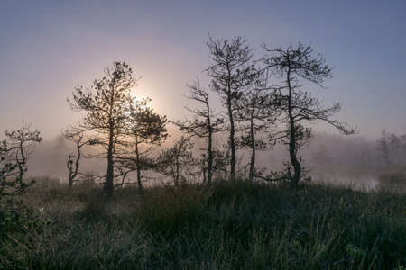 misty mire landscape with swamp pines and traditional mire vegetation, fuzzy background, fog in bog, twilight, Dikli, Madiesenu mire, Latviaの写真素材