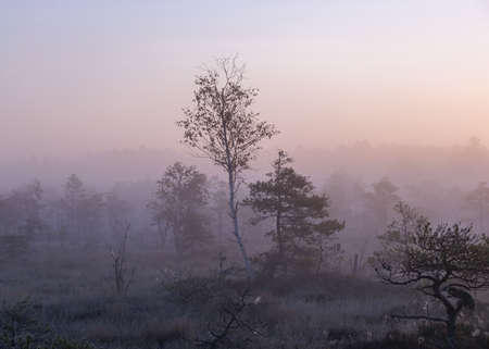 misty mire landscape with swamp pines and traditional mire vegetation, fuzzy background, fog in bog, twilight, Dikli, Madiesenu mire, Latviaの写真素材