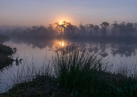 tree silhouettes at sunrise, misty bog landscape with swamp pines and traditional bog vegetation, fuzzy background, fog in bog, duskの写真素材