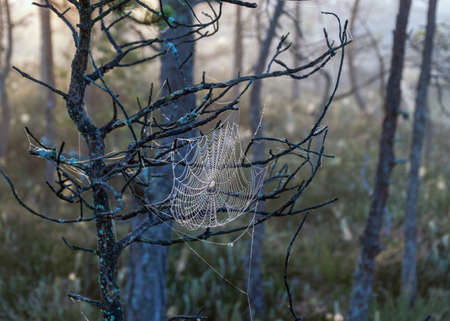 fine cobwebs between tree branches, misty bog landscape with swamp pines and traditional bog vegetation, blurred background, fog in bog, twilight twilight, Dikli, Madiesenu bog, Latviaの写真素材