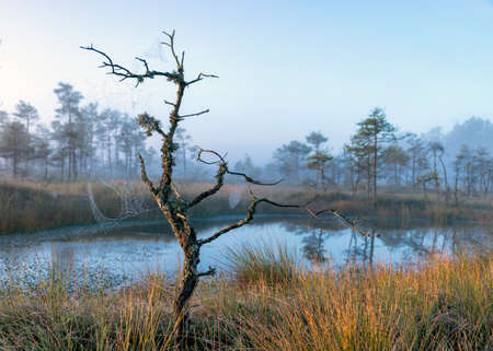 misty mire landscape with swamp pines and traditional mire vegetation, fuzzy background, fog in bog, twilight, Dikli, Madiesenu mire, Latviaの写真素材