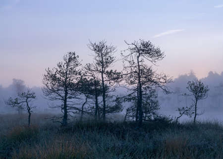 misty mire landscape with swamp pines and traditional mire vegetation, fuzzy background, fog in bog, twilight, Dikli, Madiesenu mire, Latviaの写真素材