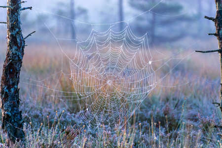 fine cobwebs between tree branches, misty bog landscape with swamp pines and traditional bog...