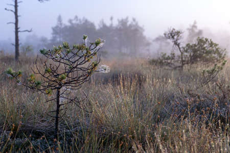 misty mire landscape with swamp pines and traditional mire vegetation, fuzzy background, fog in bog, twilight, Dikli, Madiesenu mire, Latviaの写真素材