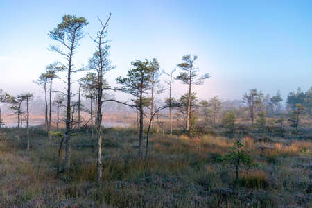 misty mire landscape with swamp pines and traditional mire vegetation, fuzzy background, fog in bog, twilight, Dikli, Madiesenu mire, Latviaの写真素材