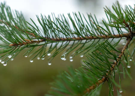 wet pine needles, rain drops fallen into needles, blurred background, rainy weather, autumnの写真素材