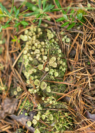abstract bog moss, lichen and grass texture, bog vegetation, suitable for background, wallpaperの写真素材