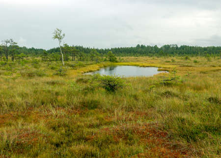 rainy day, rainy background, traditional bog landscape, bog grass and moss, small bog pines during rain, bog in autumn, Nigula Nature Reserve, Estoniaの写真素材
