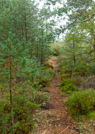 walking trail in the forest, boggy forest vegetation, plants, grass, moss in the rain, autumn natureの写真素材