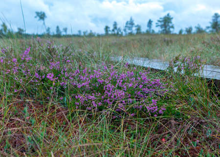 wet wooden footbridge and wet heather on the side of the footbridge, flowering heather on a fuzzy background, autumn natureの写真素材