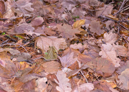 abstract texture of old autumn leaves, forest-specific fauna, in the autumn forestの写真素材