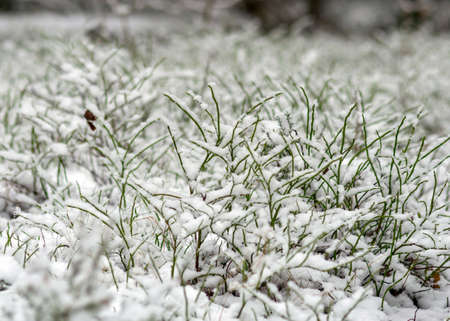 abstract texture, snow covered plants, winter feelings, winter texture suitable for wallpaper, winterの写真素材