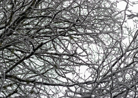 abstract tree branch patterns, snow-covered tree branches, beautiful winter texture, suitable for backgroundの写真素材