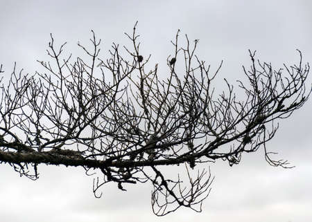 abstract silhouettes of old dead tree branches, branch texture, suitable for wallpaperの写真素材