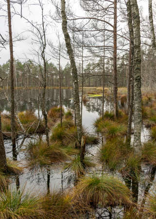 various old and rotten trees and tree branches on the shore of a swampy lake, flooded forest area, bog backgroundの写真素材