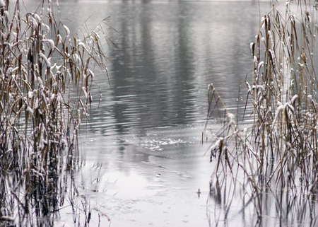 winter landscape, snow-capped lake reeds, lake view, winter dayの写真素材