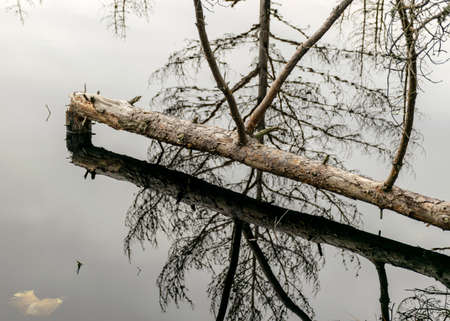 silhouettes of old dead tree branches in the lake, flooded forest, swamp