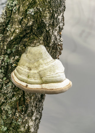 picture with bitters on an old birch trunk, dying trees on the shore of a flooded lakeの写真素材