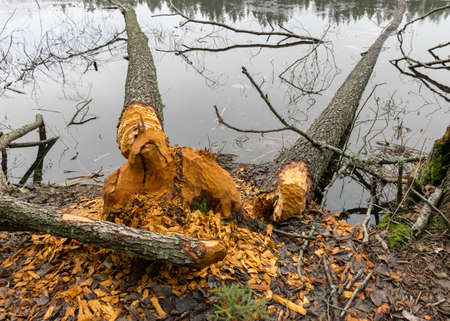 beaver bitten trees on the lake shore, winter day without snow, trees fell on the lake, gray day in natureの写真素材