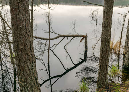 various old and rotten trees and tree branches on the shore of a swampy lake, flooded forest area, bog backgroundの写真素材