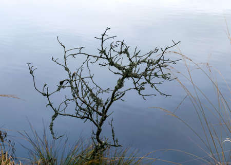 lake shore, swampy forest background, bog pines and birches, land covered with swamp typical plants, swamp landscapeの写真素材