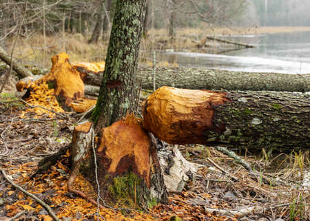 beaver bitten trees on the lake shore, winter day without snow, trees fell on the lake, gray day in natureの写真素材