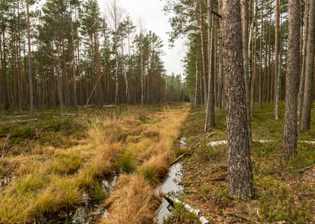 various old and rotten trees and tree branches on the shore of a swampy lake, flooded forest area, bog backgroundの写真素材