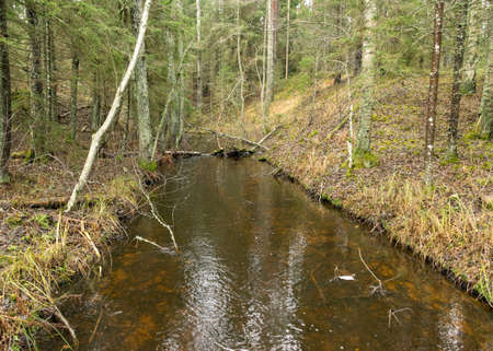 landscape, water ditch in the forest, winter without snowの写真素材