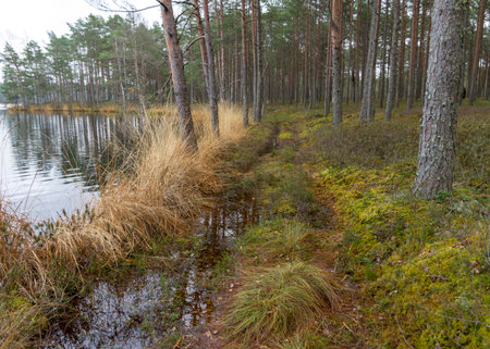 various old and rotten trees and tree branches on the shore of a swampy lake, flooded forest area, bog backgroundの写真素材