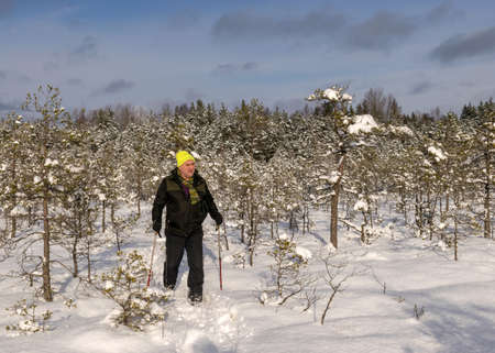 Charming winter landscape from the swamp, a man in a bright yellow hat wanders through the snow with snowshoes, snowy pine in the background, a wonderful winter day in the swamp, Madiesenu swamp, Dikli, Latviaの写真素材