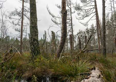 various old and rotten trees and tree branches on the shore of a swampy lake, flooded forest area, bog backgroundの写真素材