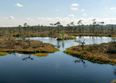beautiful swamp landscape with blue sky and water, traditional swamp plants, mosses and trees, bog in summerの写真素材