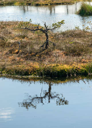 beautiful swamp landscape with blue sky and water, traditional swamp plants, mosses and trees, bog in summerの写真素材
